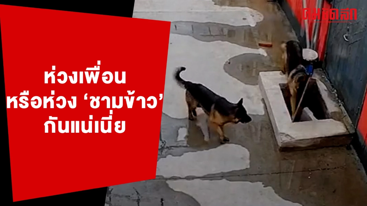 (คลิป) ห่วงเพื่อน หรือห่วงชามข้าวกันแน่เนี่ย