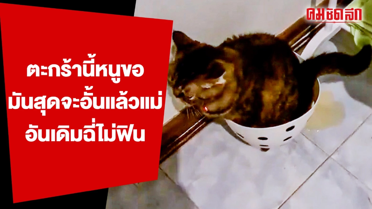 (คลิป) ตะกร้านี้หนูขอ มันสุดจะอั้นแล้วแม่ อันเดิมฉี่ไม่ฟิน