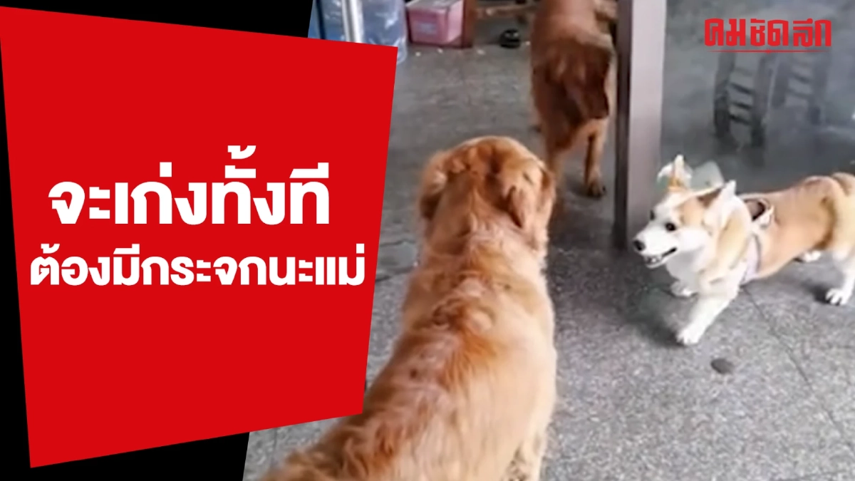 (คลิป) 'น้องหมา' จะเก่งทั้งที ต้องมีกระจกกั้นนะแม่ (คลิป) 'น้องหมา' จะเก่งทั้งที ต้องมีกระจกกั้นนะแม่