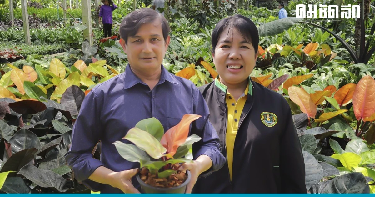 ส่องโมเดลความสำเร็จ 'ไม้ประดับบางม่วง' แหล่งผลิตไม้ประดับแปลงใหญ่ ส่องโมเดลความสำเร็จ 'ไม้ประดับบางม่วง' แหล่งผลิตไม้ประดับแปลงใหญ่