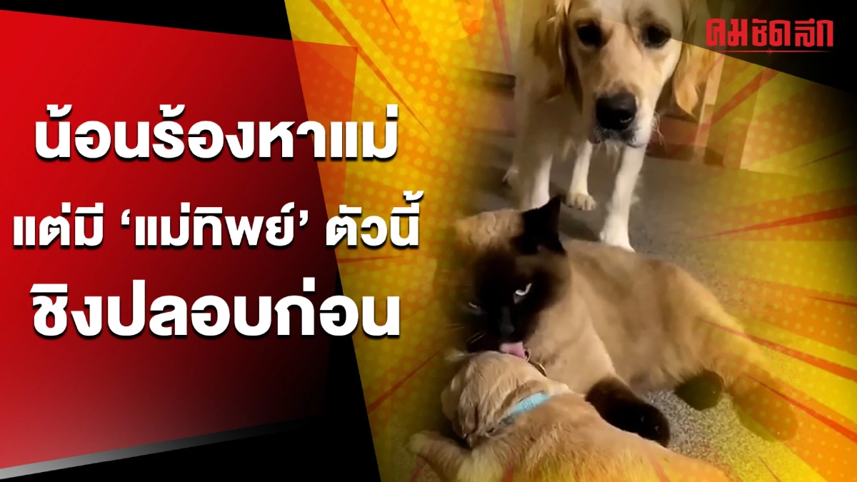 (คลิป) ลูกใครกันแน่ น้องร้องหาแม่ แต่มี 'แม่ทิพย์' ตัวนี้ชิงปลอบก่อน (คลิป) ลูกใครกันแน่ น้องร้องหาแม่ แต่มี 'แม่ทิพย์' ตัวนี้ชิงปลอบก่อน