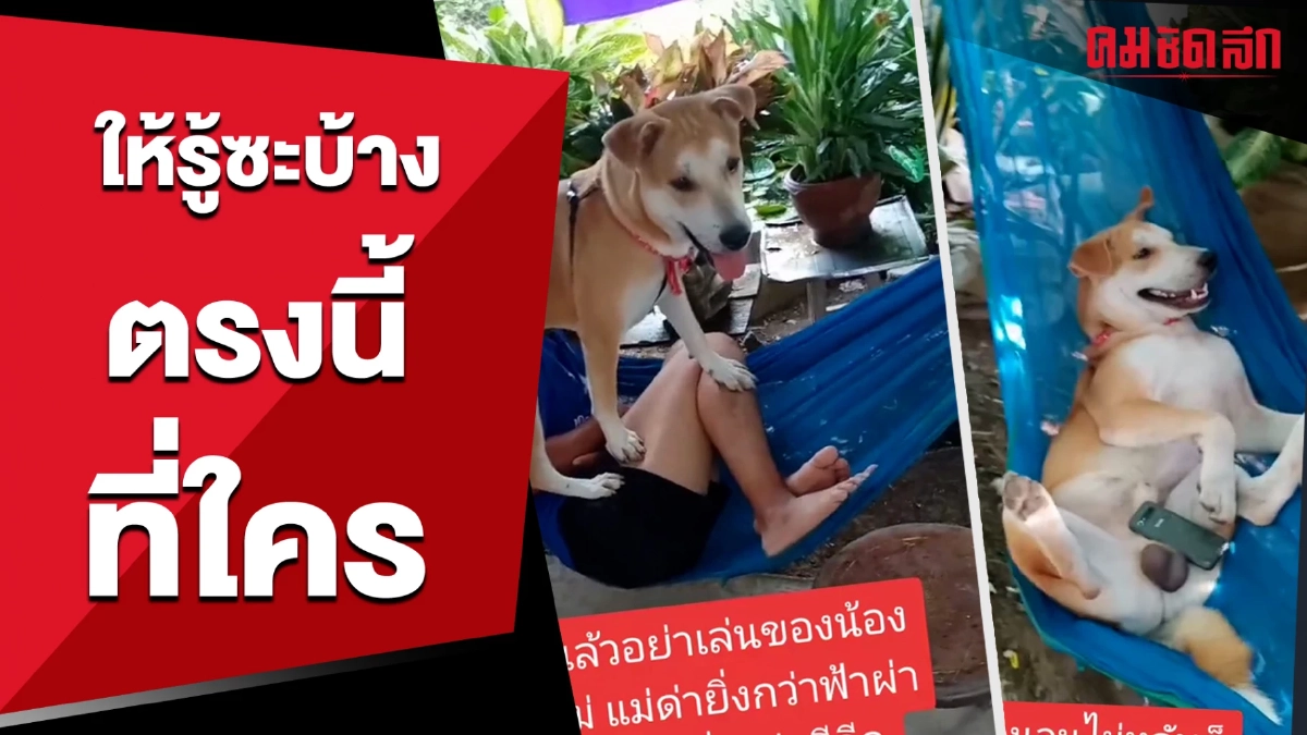 (คลิป) เมื่อนุดจะแกงน้องหมา ด้วยการชิงเปล แต่ตัวเองดันเจอแบบนี้