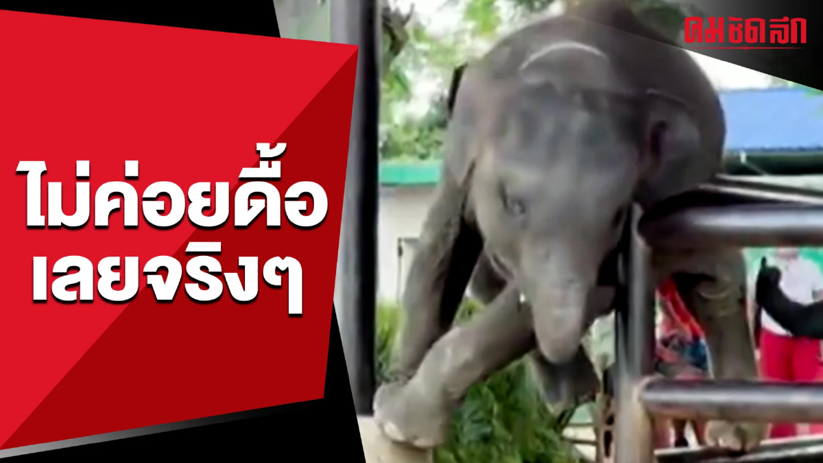 (คลิป) ไม่ค่อยดื้อเลยจริงๆ แต่ชัดเลย 'ดื่มนม' แล้วทรงพลัง (คลิป) ไม่ค่อยดื้อเลยจริงๆ แต่ชัดเลย 'ดื่มนม' แล้วทรงพลัง
