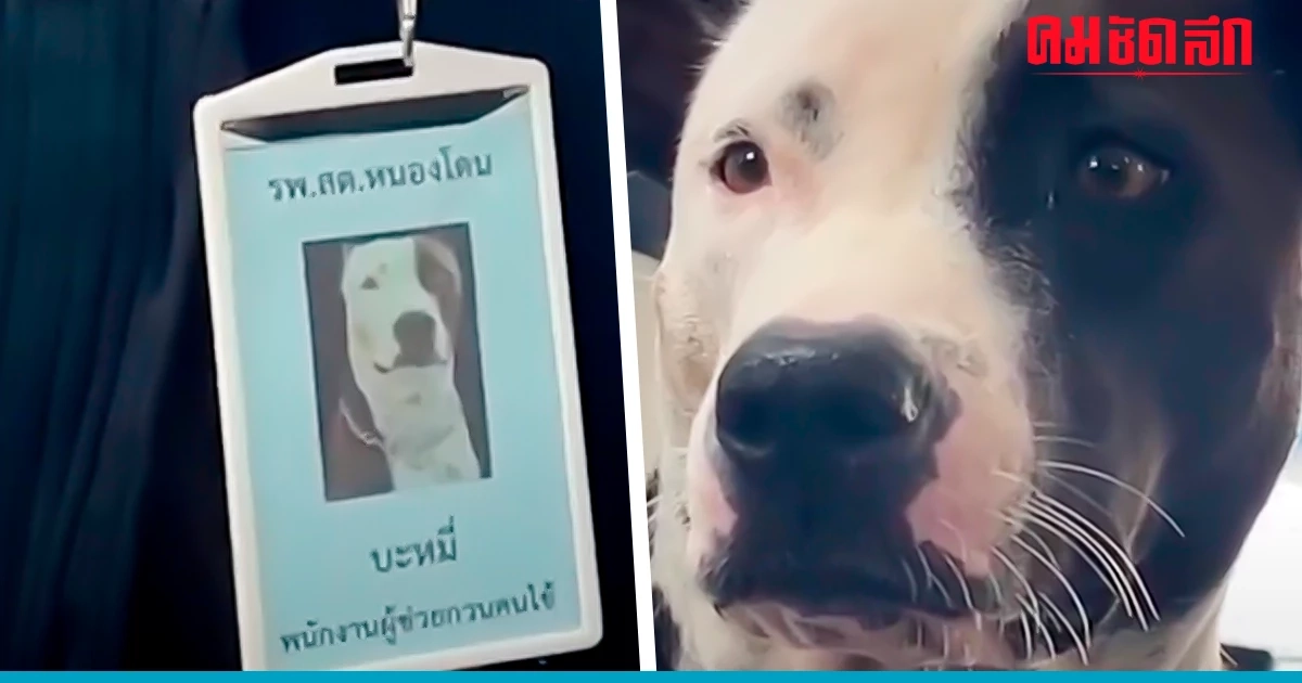"บะหมี่" หมาสุดเก่ง ทำงานเข้าตา ได้เลื่อนขั้นเป็น เจ้าหน้าที่ รพ.สต.