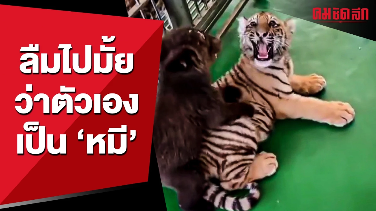 (คลิป) เก๋าเกินไปละ ลูกหมีเข้าถ้ำเสือ ต้องได้เล่นกับลูกเสือ