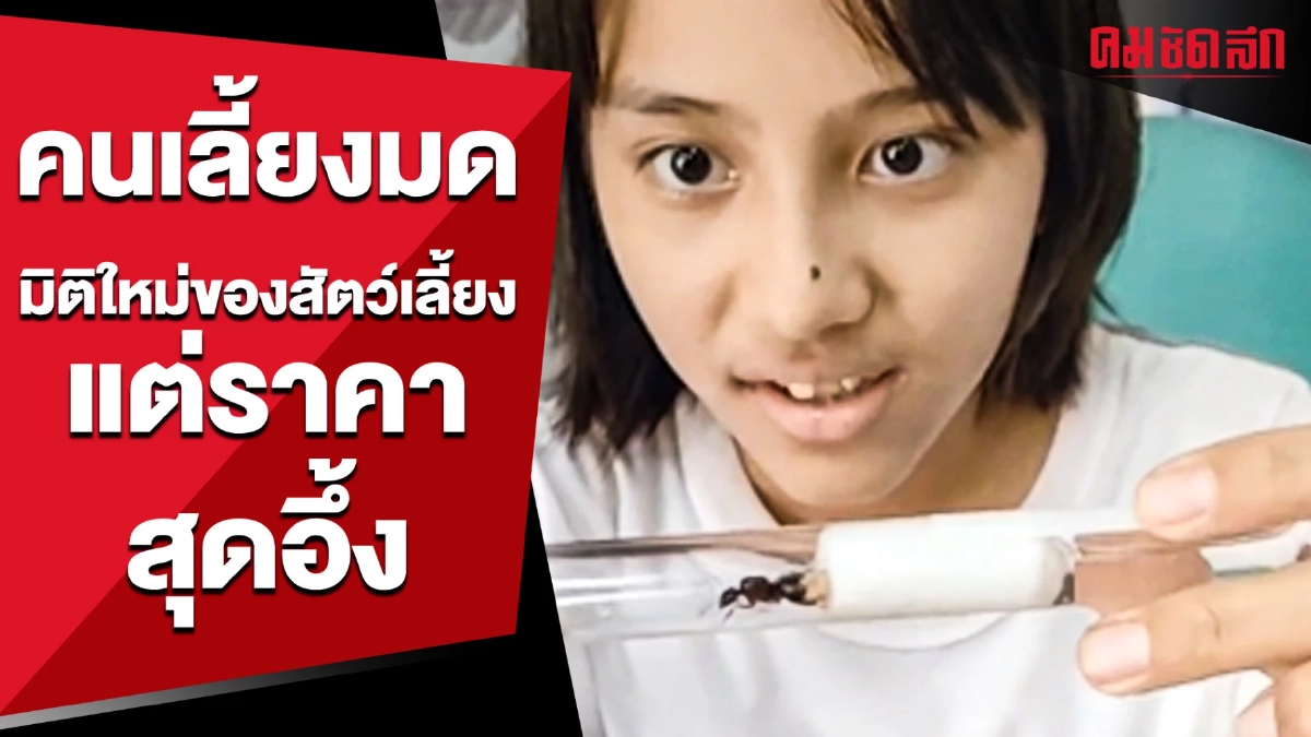 (คลิป) คนเลี้ยงมด มิติใหม่ของสัตว์เลี้ยง แต่ราคาสุดอึ้ง (คลิป) คนเลี้ยงมด มิติใหม่ของสัตว์เลี้ยง แต่ราคาสุดอึ้ง