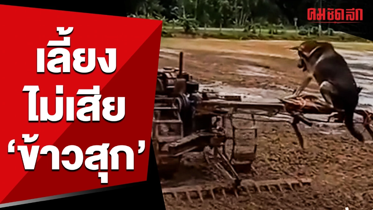 (คลิป) ช่วงนี้ไม่ว่างเลาะ ต้องช่วยพ่อทำนา นี่สิ เลี้ยงไม่เสียข้าวสุก (คลิป) ช่วงนี้ไม่ว่างเลาะ ต้องช่วยพ่อทำนา นี่สิ เลี้ยงไม่เสียข้าวสุก