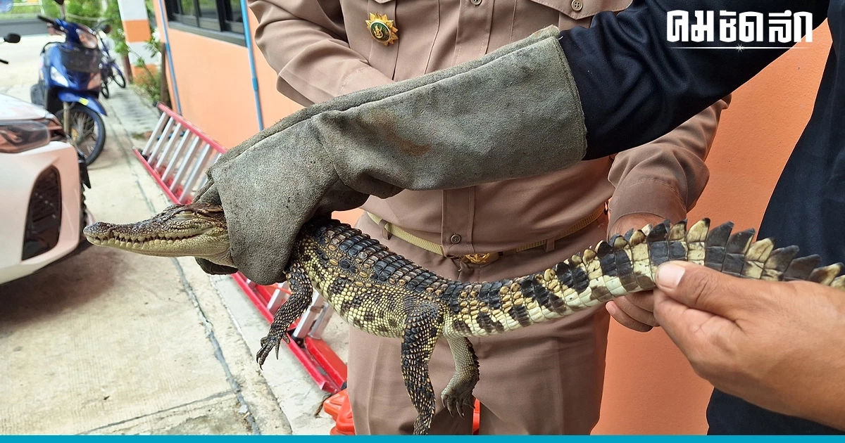 ผงะ ฝนตกออกหาปลา หว่านแหเจอ 'จระเข้' ยาว 70 ซม. ผงะ ฝนตกออกหาปลา หว่านแหเจอ 'จระเข้' ยาว 70 ซม.