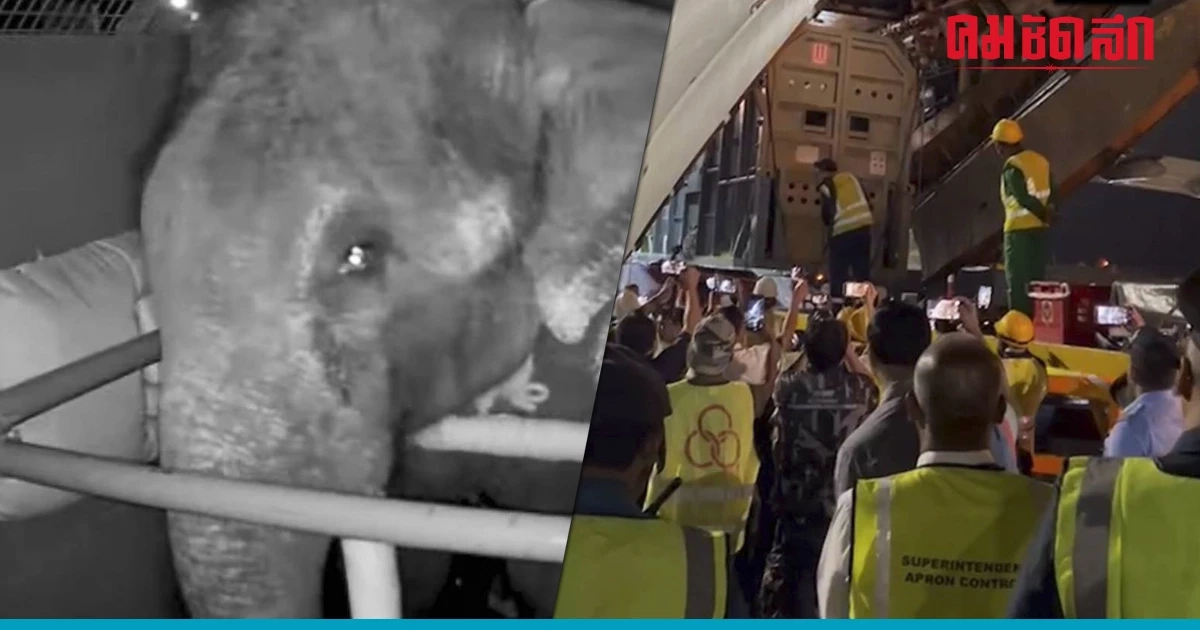 รวมภาพ 'พลายศักดิ์สุรินทร์' กลับไทย ภารกิจนำช้างไทยกลับบ้าน