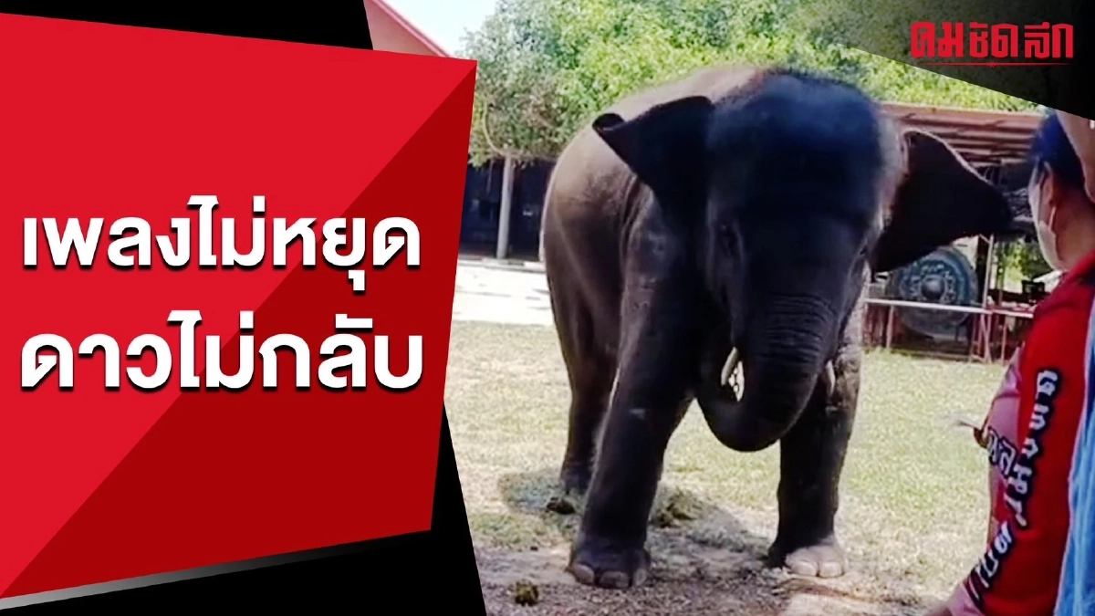 (คลิป) ดนตรีไม่หยุด จะ 'กลับบ้าน' ได้ไงแม่ งานยังไม่เลิก (คลิป) ดนตรีไม่หยุด จะ 'กลับบ้าน' ได้ไงแม่ งานยังไม่เลิก