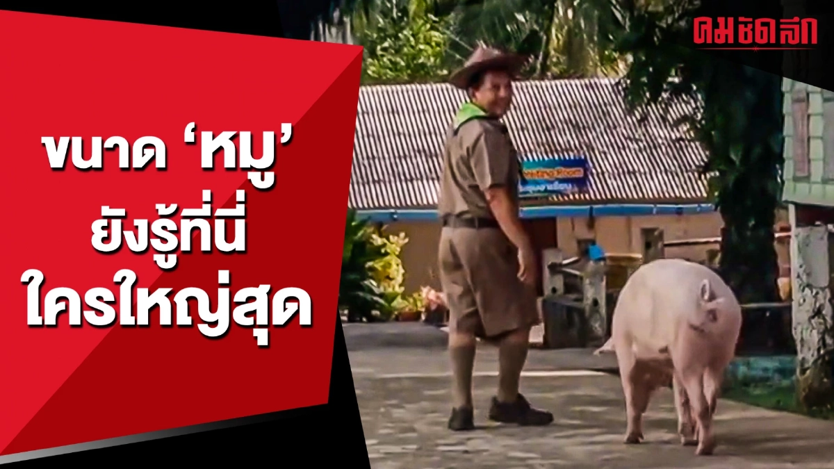 (คลิป) ขนาด 'หมู' ยังรู้ที่นี่ใครใหญ่สุด (คลิป) ขนาด 'หมู' ยังรู้ที่นี่ใครใหญ่สุด