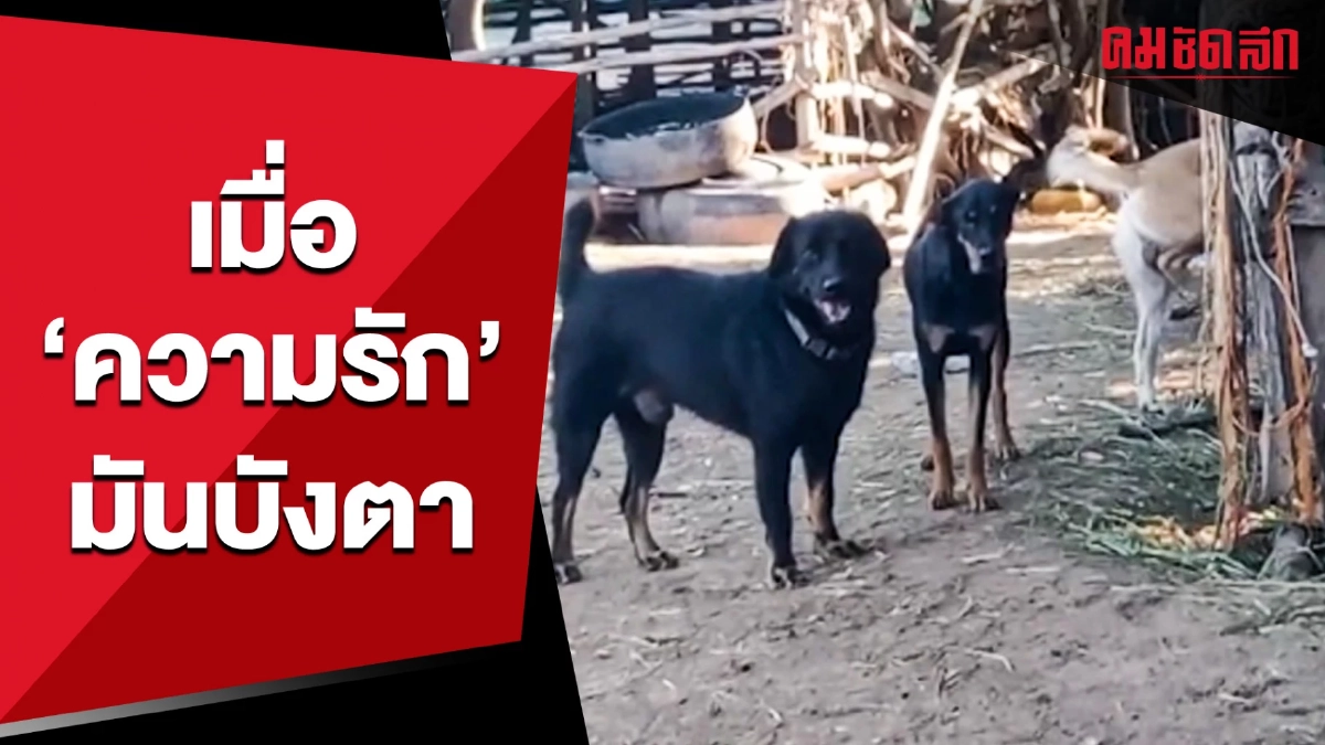 (คลิป) แม่หัวจะปวด เมื่อลูกชาย 'ความรัก' มันบังตา (คลิป) แม่หัวจะปวด เมื่อลูกชาย 'ความรัก' มันบังตา