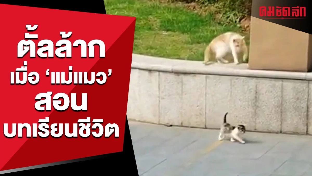 (คลิป) ตั้ลล้าก เมื่อ 'แม่แมว' สอนบทเรียนชีวิต (คลิป) ตั้ลล้าก เมื่อ 'แม่แมว' สอนบทเรียนชีวิต