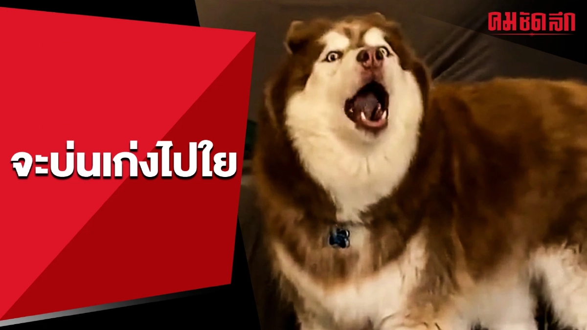 (คลิป) เอ็นดูใครก่อนดี เมื่อเจอเจ้าไซฯ บ่นแต่ละที