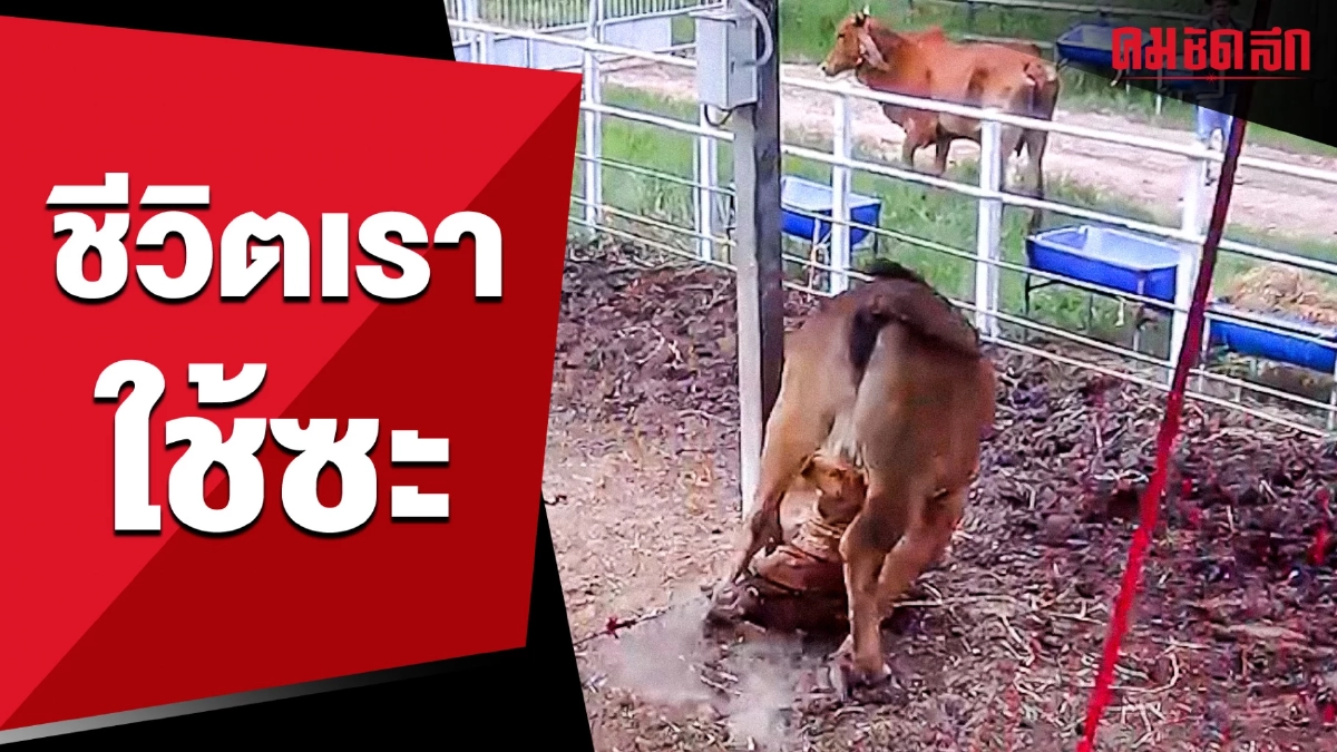 (คลิป) เจอแบบนี้เอ็นดูใครก่อนดี เมื่อ 'วัว' เกิดมาเพื่อใช้ชีวิต