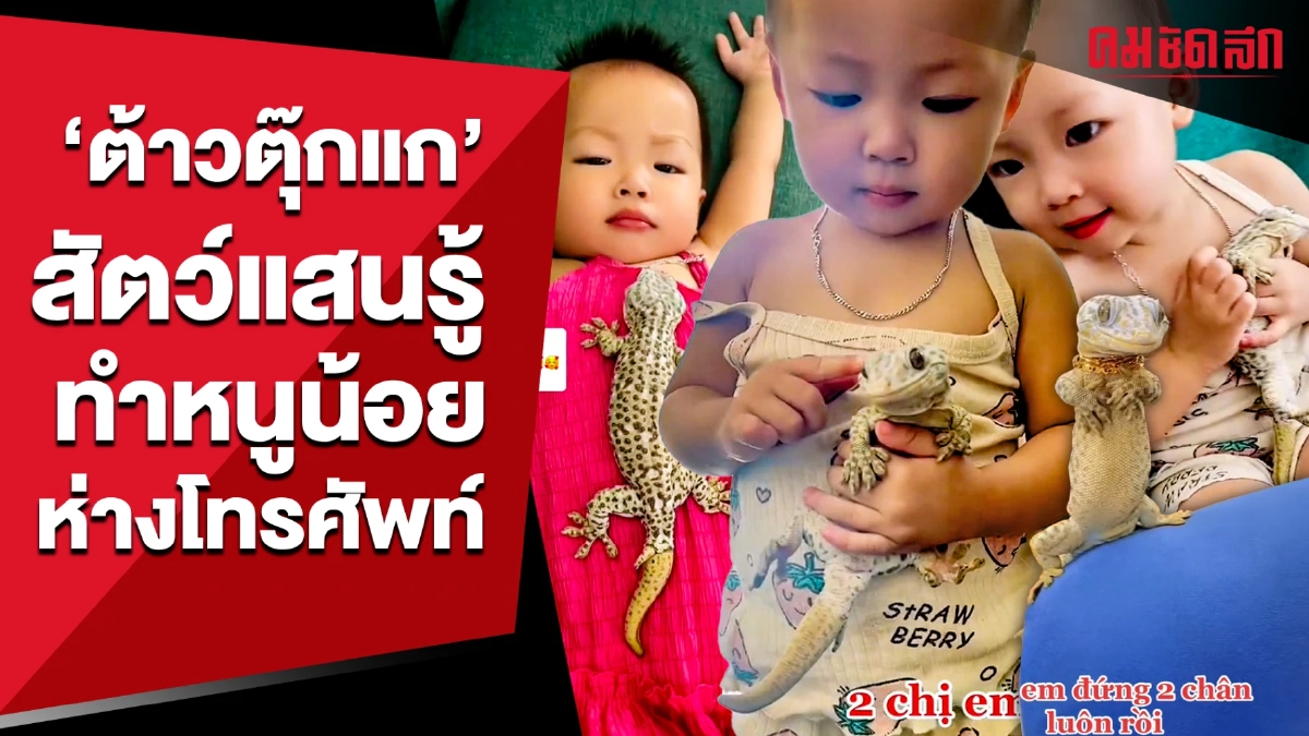 (คลิป) จึ้งมาก เด็กน้อยเวียดนาม กับสัตว์เลี้ยงของเขา (คลิป) จึ้งมาก เด็กน้อยเวียดนาม กับสัตว์เลี้ยงของเขา