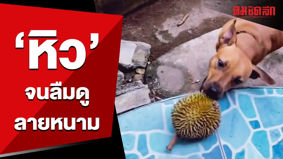 (คลิป) คำว่า 'ทุเรียน' พูดเบาๆ ก็ 'หิว' แล้ว (คลิป) คำว่า 'ทุเรียน' พูดเบาๆ ก็ 'หิว' แล้ว