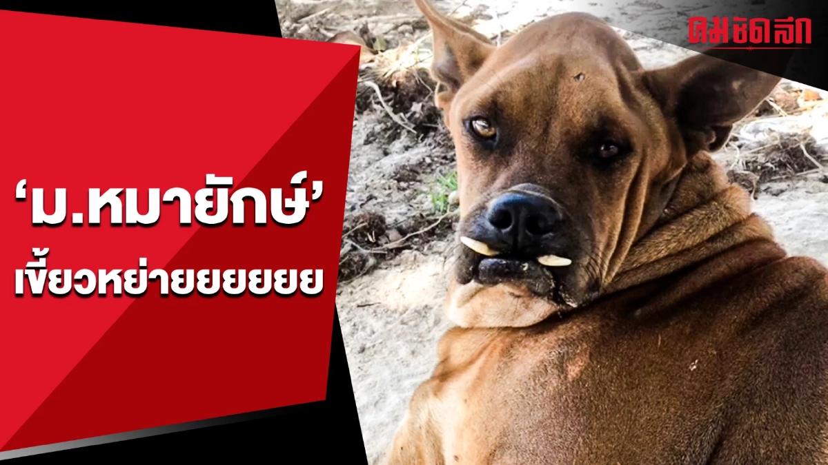 (คลิป) โดดเด่นไร้ใครเหมือน 'ม.หมายักษ์' เขี้ยวหย่ายยยยยย (คลิป) โดดเด่นไร้ใครเหมือน 'ม.หมายักษ์' เขี้ยวหย่ายยยยยย