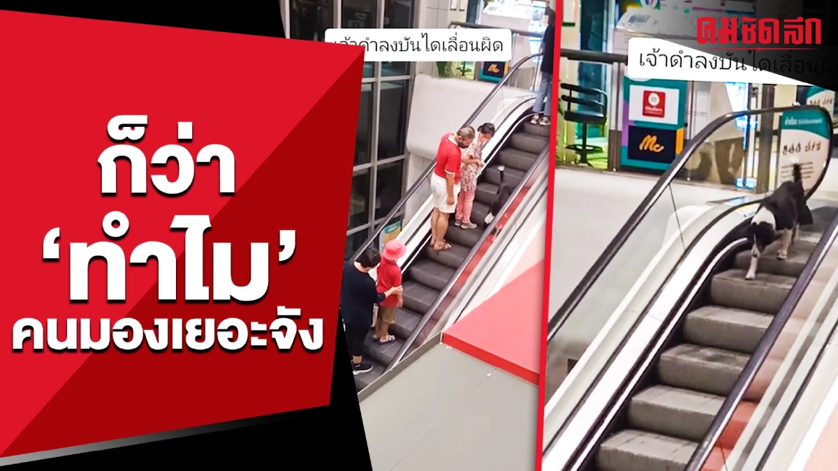 (คลิป) เอ็นดู ความขึ้นบันไดเลื่อนครั้งแรก ก็จะ งงๆ หน่อย (คลิป) เอ็นดู ความขึ้นบันไดเลื่อนครั้งแรก ก็จะ งงๆ หน่อย