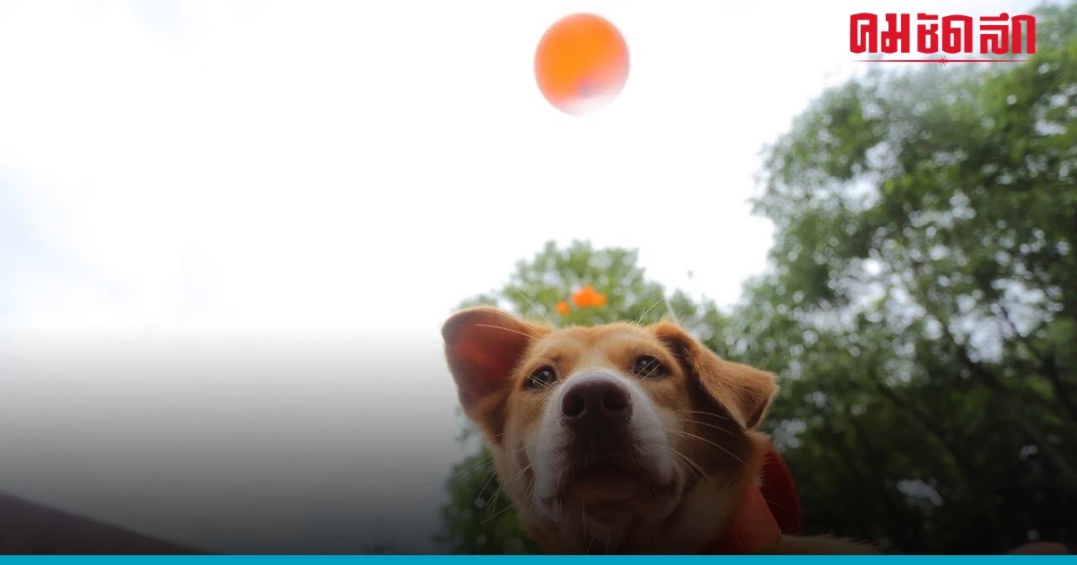 รองเลขาธิการ 'ก้าวไกล' ไม่มีอะไรจะเสีย   เสนอพรรคโนโหวต 'เศรษฐา'