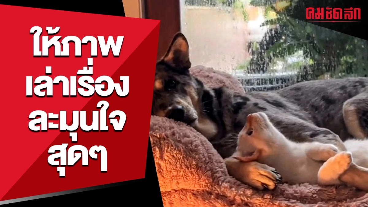 (คลิป) ให้ภาพเล่าเรื่อง บอกได้คำเดียว ตั้ลล้าก