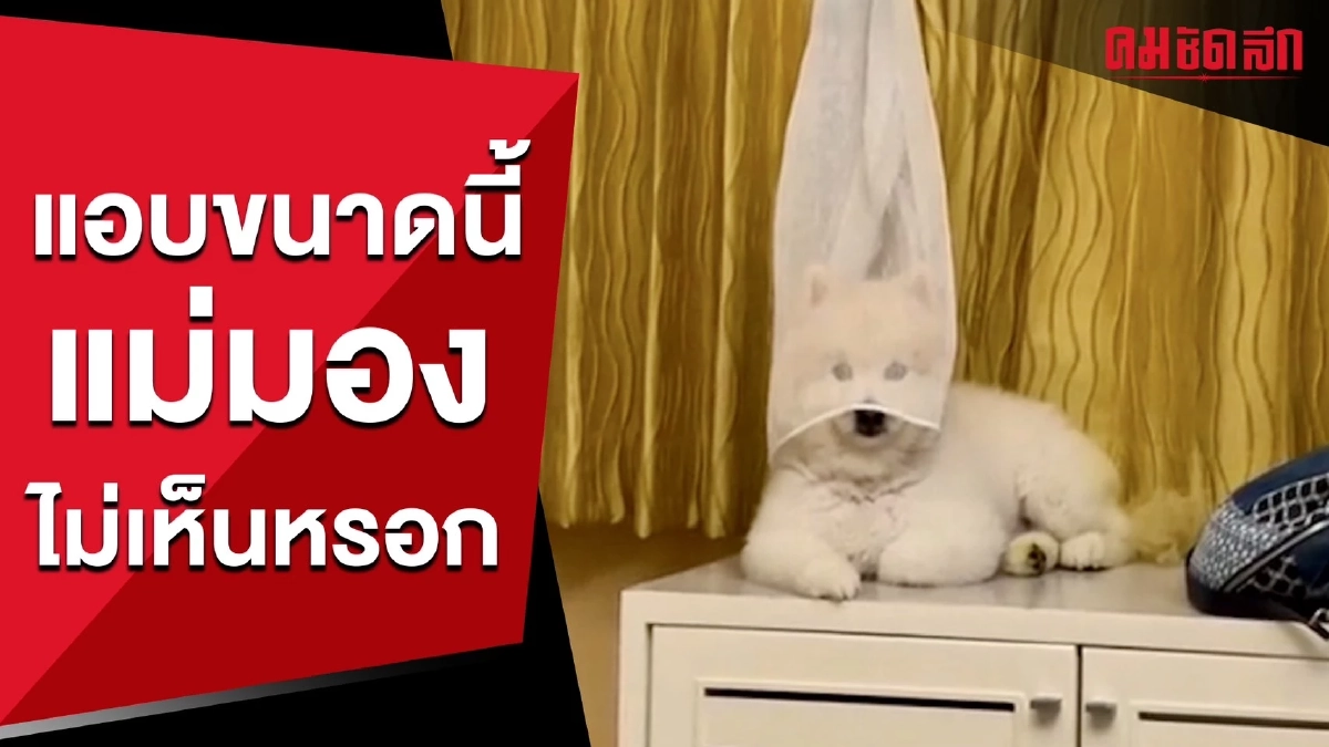 แอบขนาดนี้ แม่มองไม่เห็นหรอก (มีคลิป) แอบขนาดนี้ แม่มองไม่เห็นหรอก (มีคลิป)