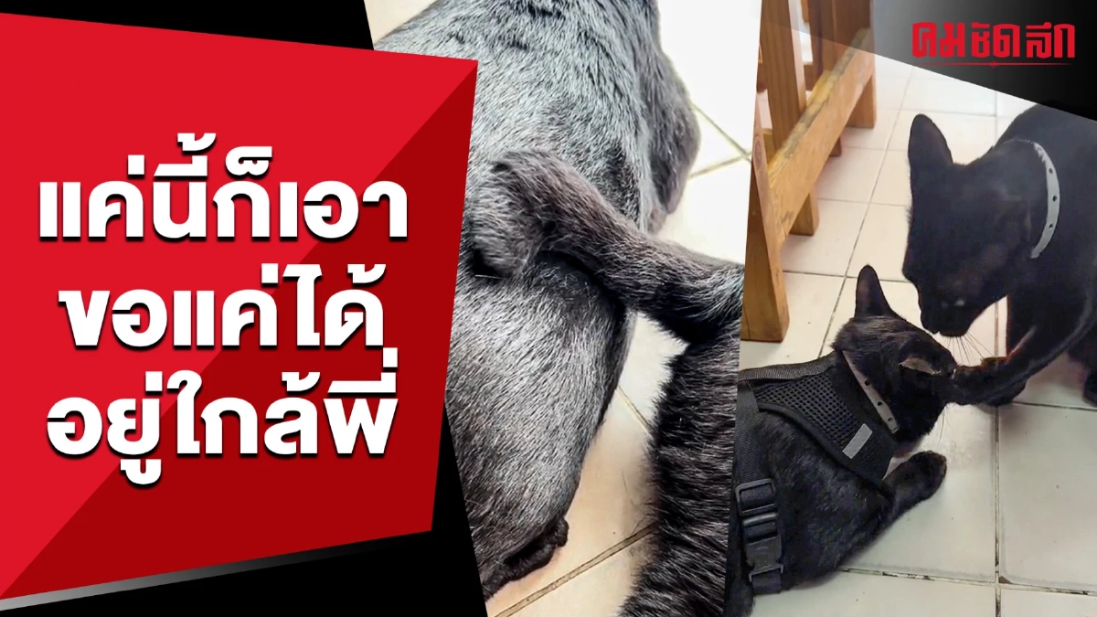 (คลิป) แค่นี้ก็เอา ขอแค่ได้อยู่ใกล้พี่ เมื่อโอเลี้ยงแมวหนุ่ม Energy เยอะมาก (คลิป) แค่นี้ก็เอา ขอแค่ได้อยู่ใกล้พี่ เมื่อโอเลี้ยงแมวหนุ่ม Energy เยอะมาก