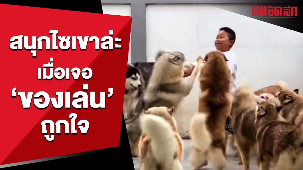 (คลิป) สนุกไซเขาล่ะ เมื่อเจอ 'ของเล่น' ถูกใจ ได้นุดเด็กเป็นเพื่อนเล่น (คลิป) สนุกไซเขาล่ะ เมื่อเจอ 'ของเล่น' ถูกใจ ได้นุดเด็กเป็นเพื่อนเล่น