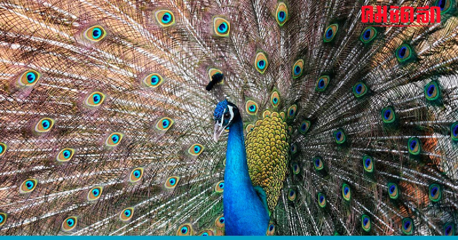 .พระคาถาดีคู่กาย แนะนำ บทสวด โมรปริตร มนต์นกยูงทองคุ้มภัย.