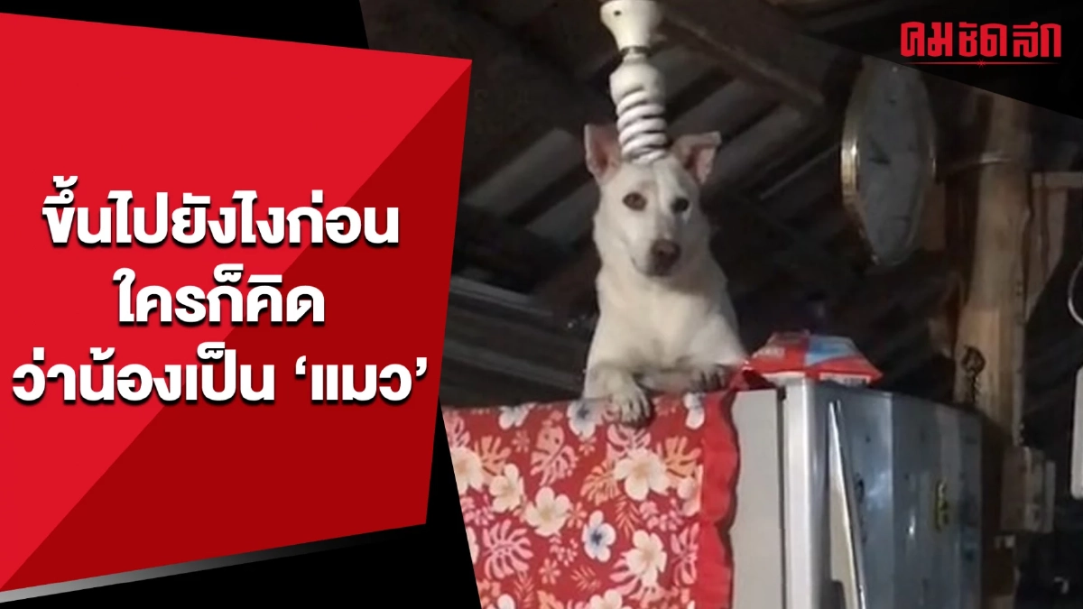 (คลิป) ขึ้นไปยังไงก่อน ใครก็คิดว่าน้องเป็น ‘แมว’ (คลิป) ขึ้นไปยังไงก่อน ใครก็คิดว่าน้องเป็น ‘แมว’