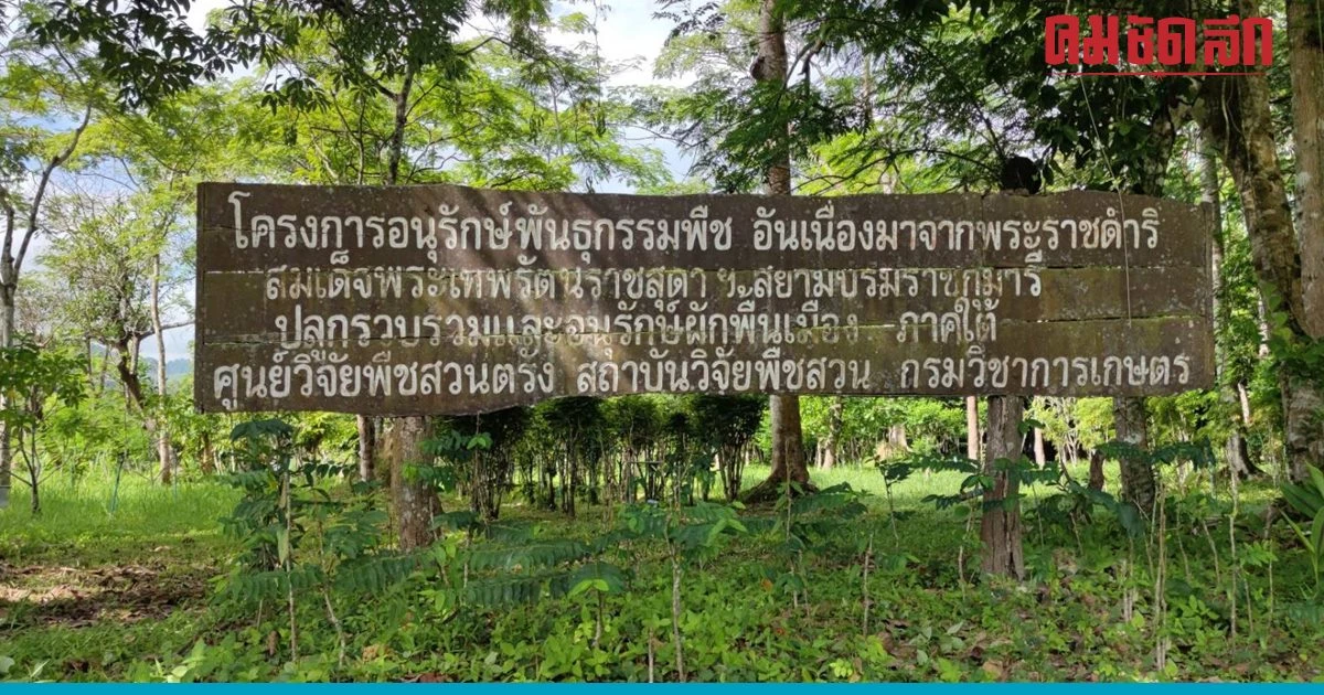 'กรมวิชาการเกษตร' สืบสานปณิธาน อนุรักษ์พันธุ์พืชหายาก-ใกล้สูญพันธุ์ 'กรมวิชาการเกษตร' สืบสานปณิธาน อนุรักษ์พันธุ์พืชหายาก-ใกล้สูญพันธุ์