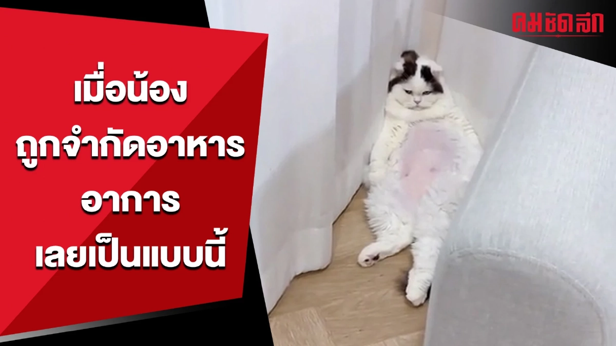 เมื่อน้องถูกสั่งจำกัดอาหาร อาการเลยเป็นแบบนี้ (มีคลิป) เมื่อน้องถูกสั่งจำกัดอาหาร อาการเลยเป็นแบบนี้ (มีคลิป)