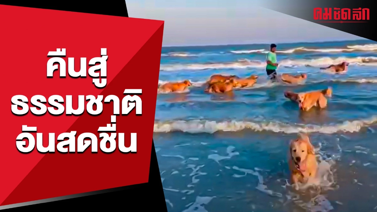 (คลิป) เมื่อถึงเวลาพา 'น้องหมา' คืนสู่ธรรมชาติ อันสดชื่น (คลิป) เมื่อถึงเวลาพา 'น้องหมา' คืนสู่ธรรมชาติ อันสดชื่น