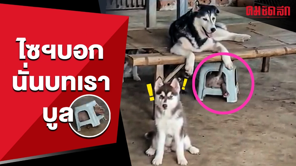 (คลิป) ตำนานไซฯ บทใหม่ ดูเรียบร้อยทันที เมื่อเจออเมริกันบูลลี่