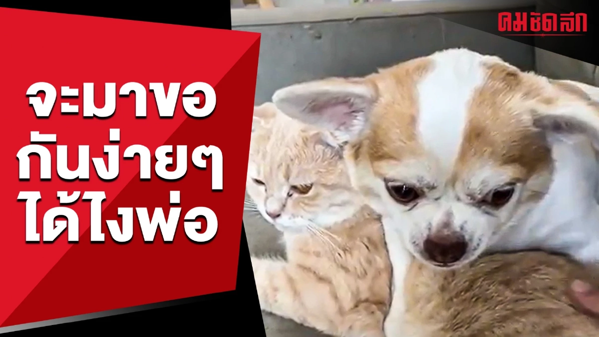 (คลิป) จะมาขอกันง่ายๆ ได้ไงพ่อ น้องหวงนะ