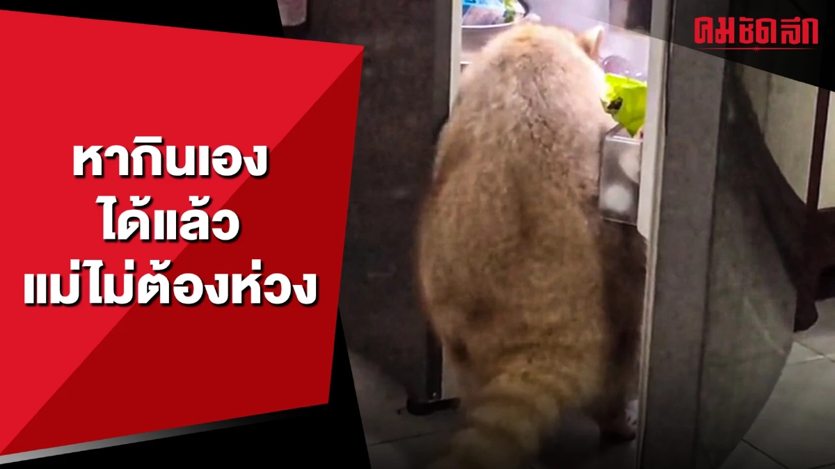 หากินเองได้แล้ว แม่ไม่ต้องห่วง (มีคลิป) หากินเองได้แล้ว แม่ไม่ต้องห่วง (มีคลิป)