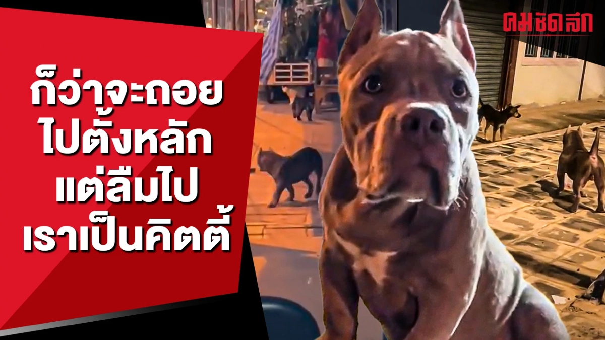 ก็ว่าจะถอยไปตั้งหลัก สักพักเสียหมาพิทบูลเลย (คลิป)