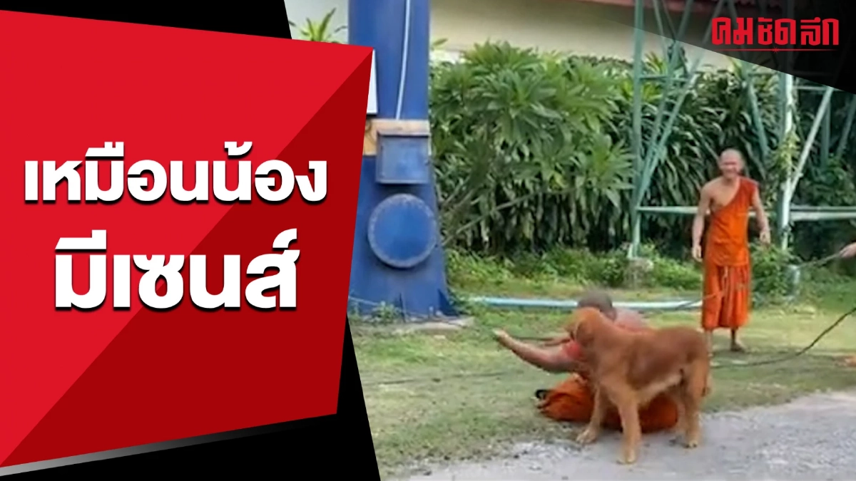 นั่งให้กำลังใจหลวงพี่อยู่ใกล้ๆ แต่เหมือนน้องมีเซนส์ (คลิป) นั่งให้กำลังใจหลวงพี่อยู่ใกล้ๆ แต่เหมือนน้องมีเซนส์ (คลิป)