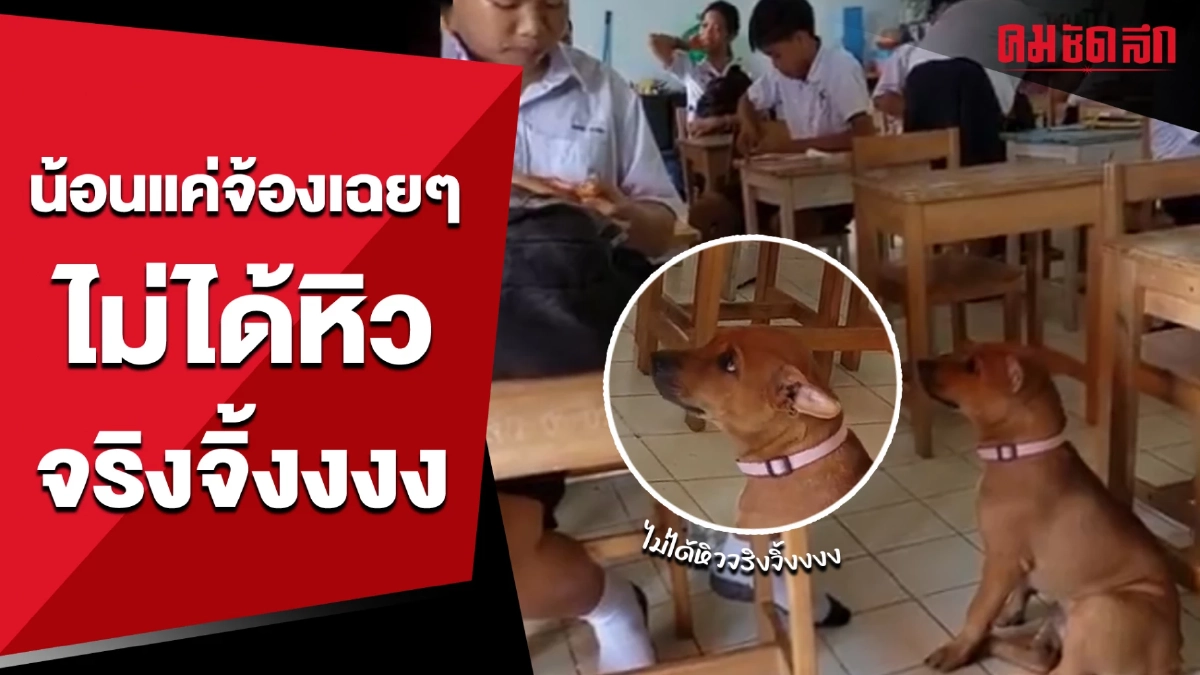 น้องหมาบอก ก็แค่จ้องเฉยๆ ไม่ได้หิวจริงจิ้งงงง (มีคลิป) น้องหมาบอก ก็แค่จ้องเฉยๆ ไม่ได้หิวจริงจิ้งงงง (มีคลิป)