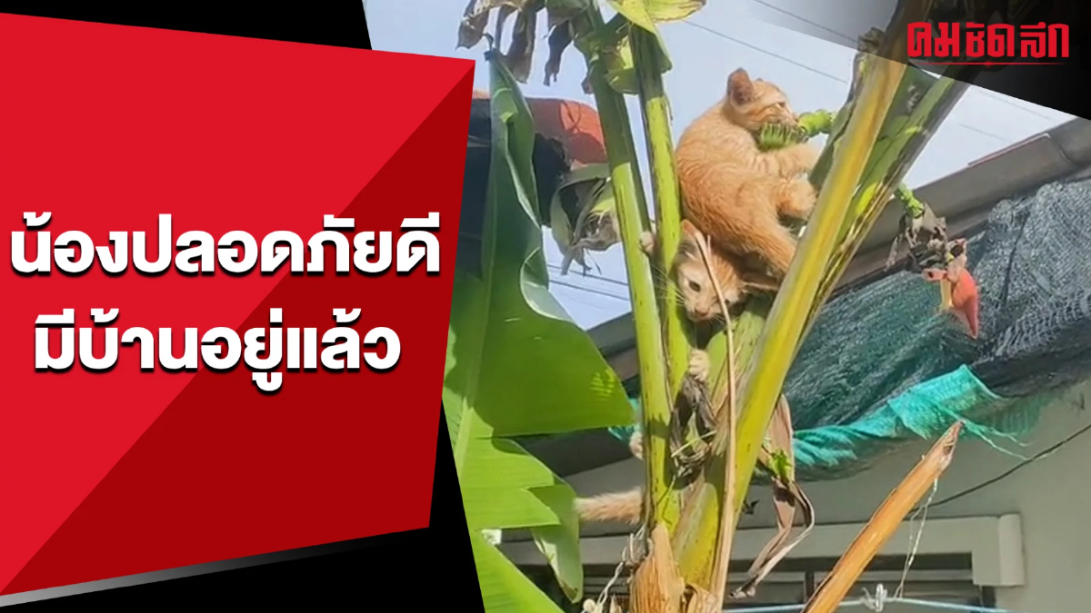 เอ็นดูอะไรก่อนดี เมื่อแมวส้มปีนต้นกล้วยหนีหมา (มีคลิป) เอ็นดูอะไรก่อนดี เมื่อแมวส้มปีนต้นกล้วยหนีหมา (มีคลิป)