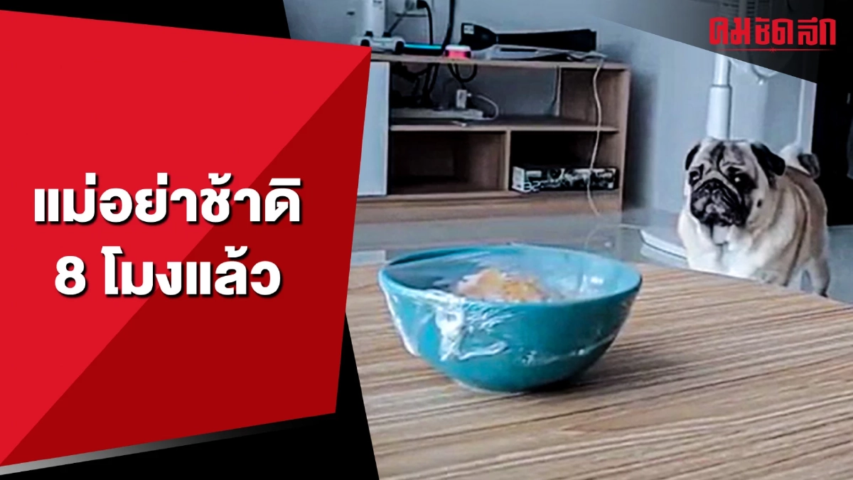 ตอนยังไม่ถึงเวลา ก็สงบเสงี่ยม พอ 8 โมงปุ๊บก็ว้าวุ่นเลย (มีคลิป) ตอนยังไม่ถึงเวลา ก็สงบเสงี่ยม พอ 8 โมงปุ๊บก็ว้าวุ่นเลย (มีคลิป)