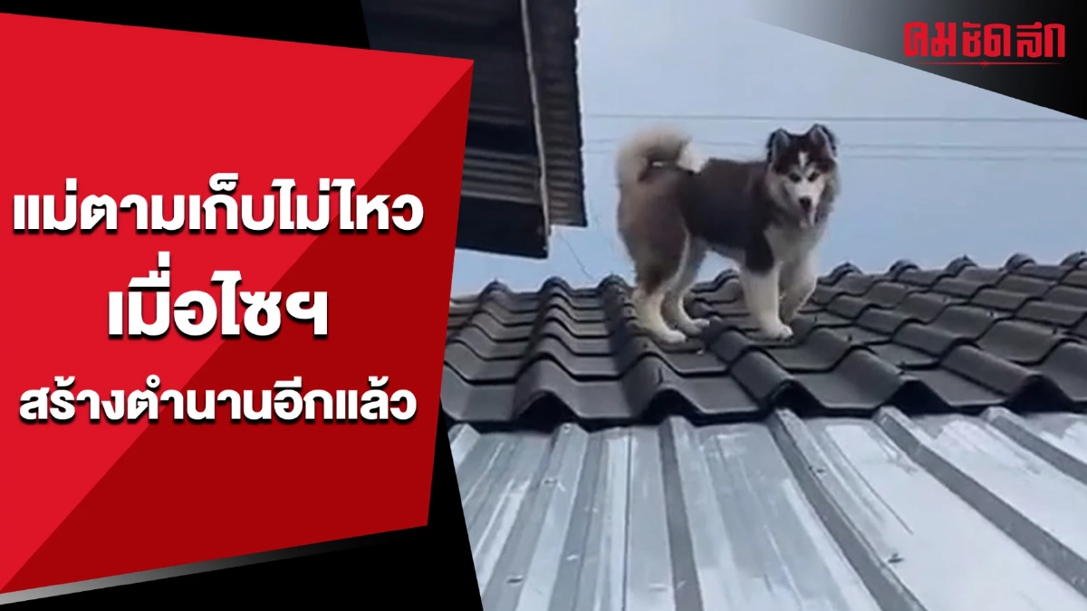 แม่ตามเก็บไม่ไหว เมื่อไซฯ สร้างตำนานอีกแล้ว (คลิป) แม่ตามเก็บไม่ไหว เมื่อไซฯ สร้างตำนานอีกแล้ว (คลิป)