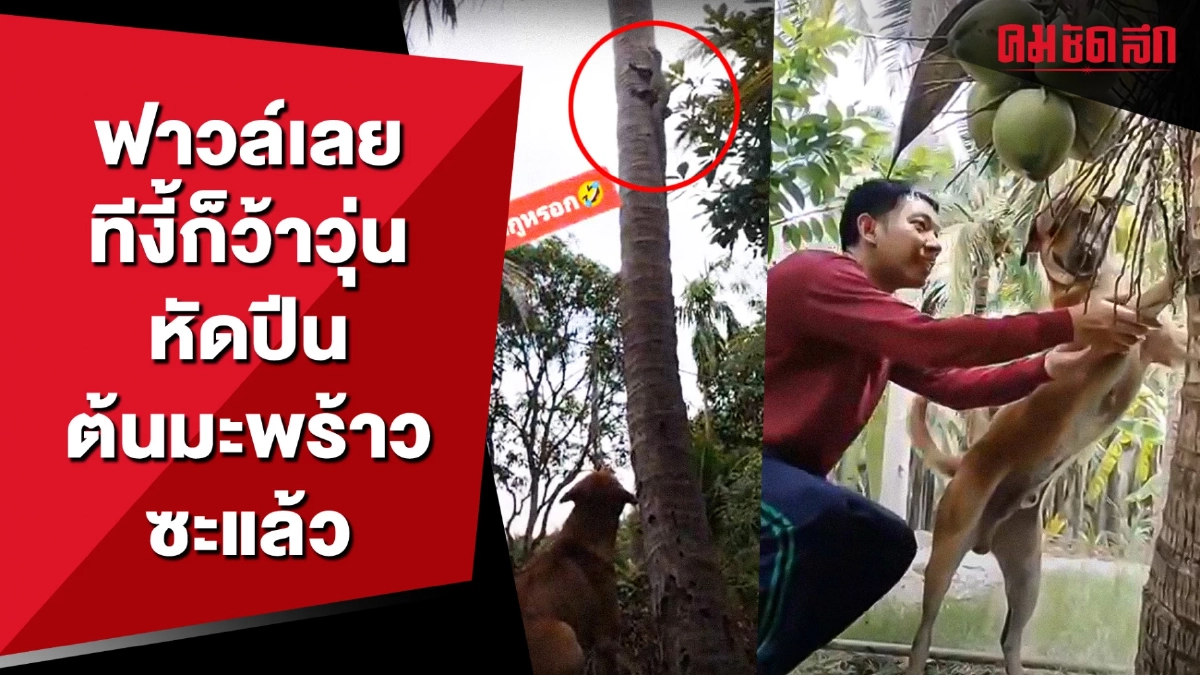ฟาวล์เลย ทีงี้ก็ว้าวุ่นหัดปีนต้นมะพร้าวซะแล้ว (มีคลิป) ฟาวล์เลย ทีงี้ก็ว้าวุ่นหัดปีนต้นมะพร้าวซะแล้ว (มีคลิป)