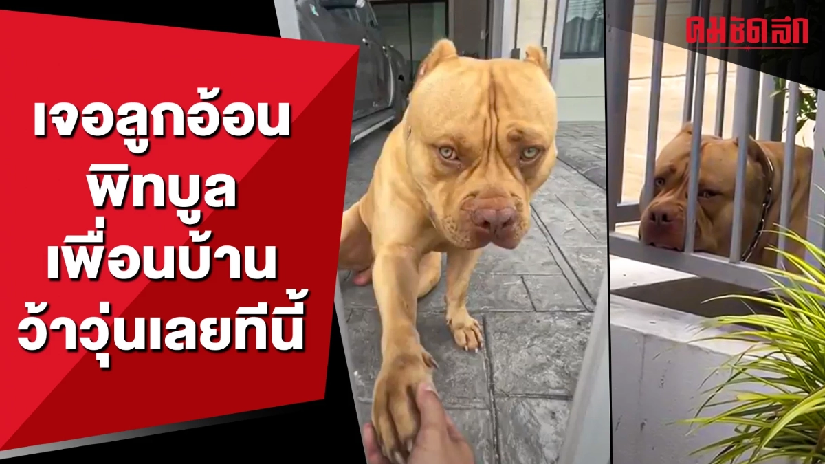 (คลิป) เจอลูกอ้อนพิทบูล เพื่อนบ้านว้าวุ่นเลยทีนี้ (คลิป) เจอลูกอ้อนพิทบูล เพื่อนบ้านว้าวุ่นเลยทีนี้