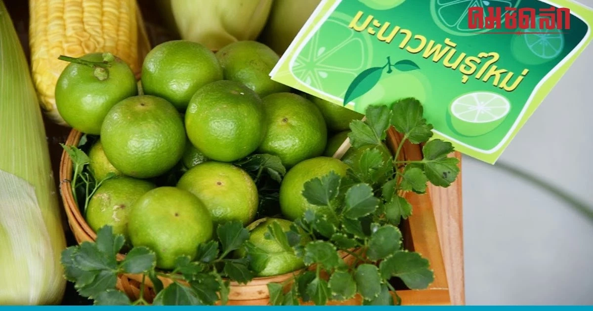 'กรมวิชาการเกษตร' โหมโรงเตรียมจัดแถลงผลงานวิจัยยิ่งใหญ่ 'กรมวิชาการเกษตร' โหมโรงเตรียมจัดแถลงผลงานวิจัยยิ่งใหญ่