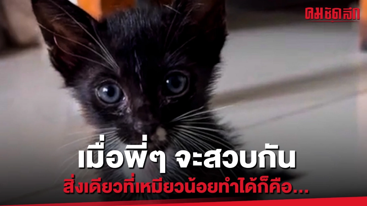 (คลิป) เมื่อพี่ๆ จะสวบกัน สิ่งเดียวที่เหมียวน้อยทำได้ก็คือ... (คลิป) เมื่อพี่ๆ จะสวบกัน สิ่งเดียวที่เหมียวน้อยทำได้ก็คือ...