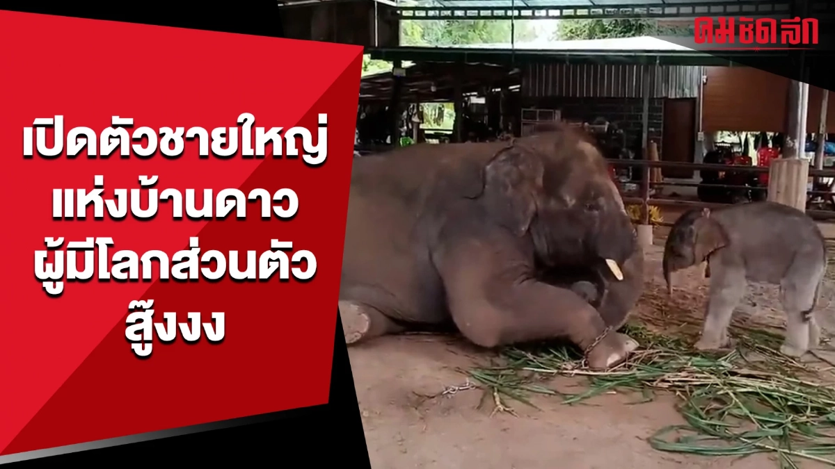 (คลิป) เปิดตัวชายใหญ่ แห่งบ้านช้างดาวเคียงเดือน ผู้มีโลกส่วนตัวสู๊งงง (คลิป) เปิดตัวชายใหญ่ แห่งบ้านช้างดาวเคียงเดือน ผู้มีโลกส่วนตัวสู๊งงง