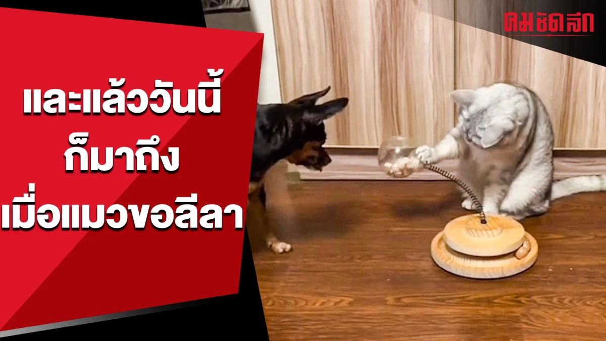 (คลิป) ตัวกินไม่ได้โยก ตัวโยกไม่ได้กิน และแล้ววันนี้ก็มาถึง เมื่อแมวขอลีลา (คลิป) ตัวกินไม่ได้โยก ตัวโยกไม่ได้กิน และแล้ววันนี้ก็มาถึง เมื่อแมวขอลีลา