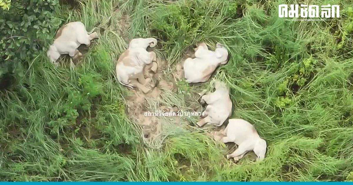 โซเชียลเอ็นดู 'ช้างป่า' นอนฉลองหลับปุ๋ย เนื่องในโอกาศเจอกันในรอบ 81 วัน