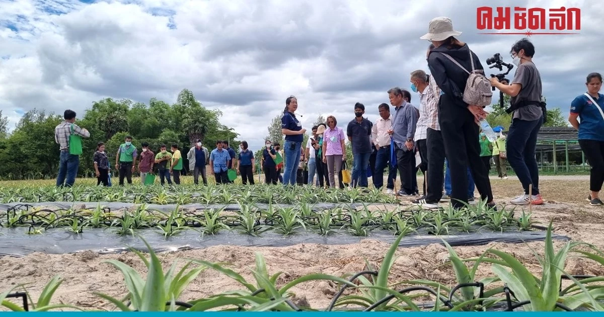 โชว์เทคนิคการตัดช่อดอกอ่อนขยายผลสับปะรด 'พันธุ์เพชรบุรี 2' สู่เกษตรกร